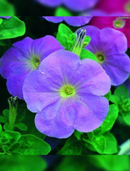 F1 Petunia Grandiflora Viola Seeds in Pakistan Hybrid Purple Winter Flower Seeds
