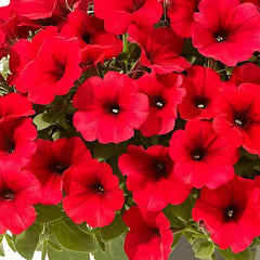 F1 Petunia Red Veined Seeds in Pakistan Hybrid Winter Flower Seeds for Pots & Borders