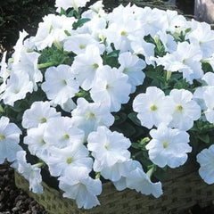 F1 Petunia Grandiflora White Seeds in Pakistan Hybrid Winter Flower Seeds for Pots & Borders