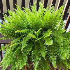 Fern Plant Elegant Green Foliage for Indoors & Outdoors