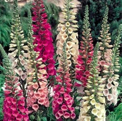 Foxglove Mix Seeds in Pakistan Tall Spikes of Seasonal Colorful Flowers