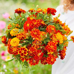 French Marigold Double Shade Dwarf Seeds in Pakistan Two-Tone Compact Flowering Plants