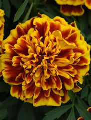 French Marigold Orange Dwarf Seeds in Pakistan Compact Seasonal Flower Seeds