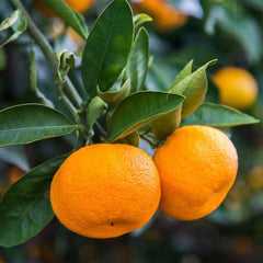 2-Year-Old Fruiter Grafted Plant Early Fruiting Citrus Tree