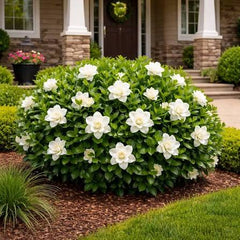 Gardenia Big Plants Fragrant & Elegant Blooms
