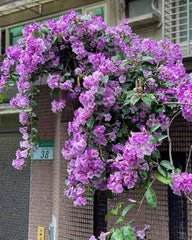 Garlic Vine Plant Beautiful Purple Blooms with a Natural Garlic Aroma