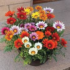 Gazania Plant Bright & Long-Lasting Blooms