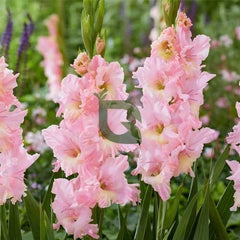Gladiolus Pink Bulb Graceful Spikes of Soft Pink Blooms