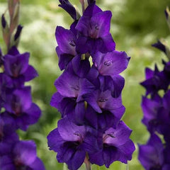 Gladiolus Purple Bulb Royal Spikes of Elegant Blooms
