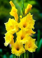 Gladiolus Yellow Bulb Bright & Cheerful Spikes of Golden Blooms