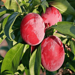Grafted Aloo Bukhara Fazal-e-Manani Plant 2 Years Old, Premium Plum Variety