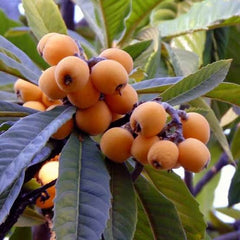 Grafted Loquat/Lokat Fruit Plant (1 Year Old)