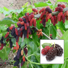 Grafted Shahtoot (Mulberry) Plant 2 Years Old, High-Yield Variety