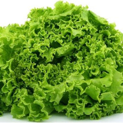 Green Chicory Hybrid Seeds in Pakistan Leafy Salad Vegetable for Kitchen Gardens