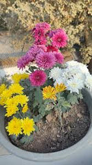 Gul-e-Daodi (10 Cuttings) Grow Your Own Winter Blooms