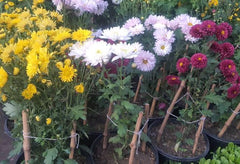 Gul-e-Daodi Plant (Mix Color) Winter Blooming Chrysanthemum Plant