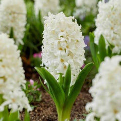 Hyacinth White Flower Bulb Elegant & Fragrant Spring Blooms
