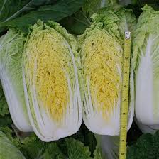 Hybrid China Cabbage Seeds Crisp, Fast-Growing & Nutritious