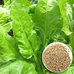 Hybrid Palak (Spinach) Seeds Fast Growth & High Nutrition