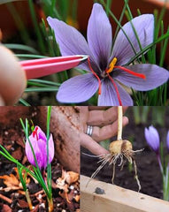 Irani Saffron Bulb Authentic Spice Crocus for Home Growing