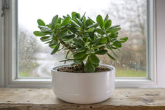 Jade Plant Symbol of Prosperity and Good Luck