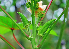 Lady Finger (Bhindi) Organic Seeds | High Germination | Vegetable Gardening