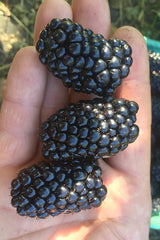 Italian Blackberry Kiowa Plant High-Yield Blackberry Variety for Pakistan Gardens
