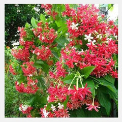 Jhumka Vine Plant Elegant Hanging Flowering Climber for Home & Garden