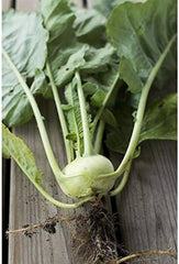 Hybrid Kohlrabi Seeds Nutritious & Fast-Growing Winter Vegetable
