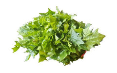 Lahori Palak Hybrid Seeds Fast Growing, High-Yield Spinach