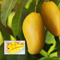 Langra Mango Plant 1.5 Years Old