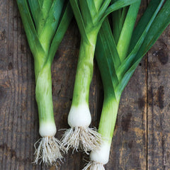 Hybrid Leek Seeds Premium Winter Vegetable for Pakistan