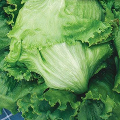 Hybrid Iceberg Lettuce Seeds Crisp & Fresh Vegetable