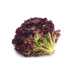 Hybrid Black Rose Lettuce Seeds Exotic & Nutrient-Rich Salad Green