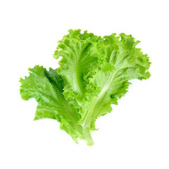 Hybrid Green Leafy Lettuce Seeds (Salad Pata) Imported, Fast-Growing Variety for High Yield
