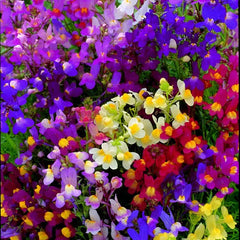 Linaria Fairy Bouquet Mix Seeds in Pakistan Multi-Colored Dwarf Flowering Plants