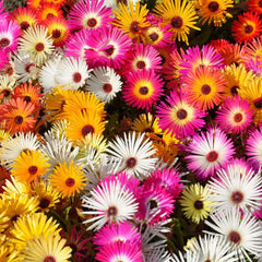 Livingstone Daisy Seeds in Pakistan Bright Seasonal Ground Cover Flowers