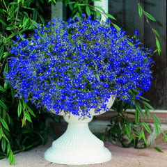 Lobelia Sapphire Seeds in Pakistan Bright Blue Seasonal Flowering Plants