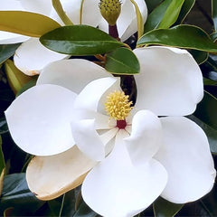 Magnolia Plant Premium Ornamental Tree with Stunning Fragrant Blooms
