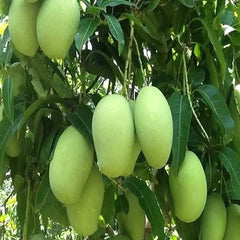 Malda Swarni Mango Plant 1.5 Years Old