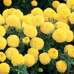 F1 African Marigold Maximix Dwarf Seeds in Pakistan Compact Mixed Color Marigold Variety