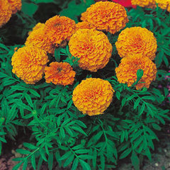 F1 African Marigold Orange Seeds in Pakistan Hybrid Flower Seeds for Pots & Borders