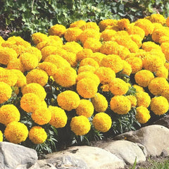 F1 African Marigold Lemon Yellow Dwarf Seeds in Pakistan Compact Winter Flowering Variety
