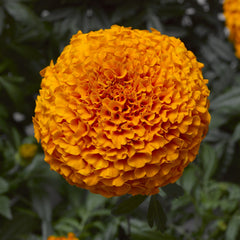 F1 African Marigold Spun Orange Dwarf Seeds in Pakistan Compact Orange Blooming Flowers