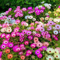Mesembry Paneeri Ice Plant Seedlings for Colorful Ground Cover