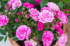 Miniature Pink Rose Plant Compact, Beautiful & Ever-Blooming
