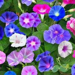 Morning Glory Field Grown Seeds – Vigorous Climbing Flower