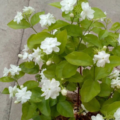 Motia Plant in Pakistan Fragrant White Arabian Jasmine for Home Gardens