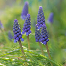 Muscari Bulb (Grape Hyacinth) Tiny Blooms with Big Beauty