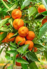 Nagpuri Santra Plant Premium Sweet Orange Variety